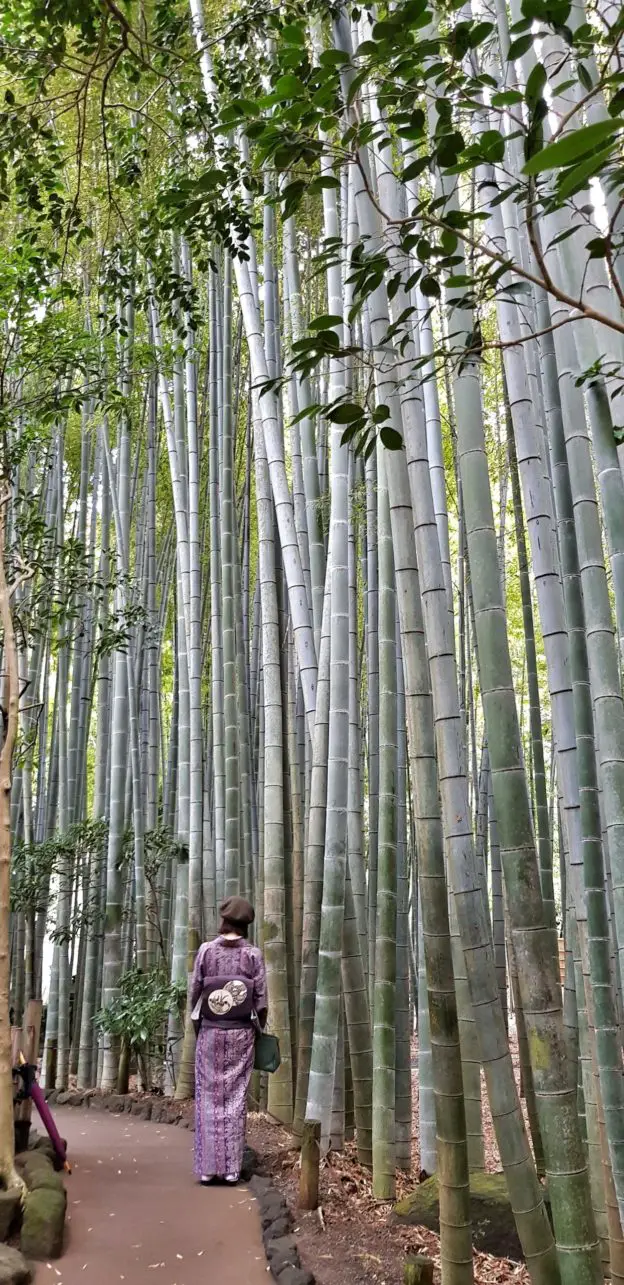 Houkokuji - Bambuswald in Kamakura, Japan.