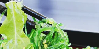 Vegetarisch reisen in Japan Vegetarisch in Japan.