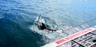 Weißer Hai Käfigtauchen in Südafrika Haikäfigtauchen mit Marine Dynamics, Gansbaai.