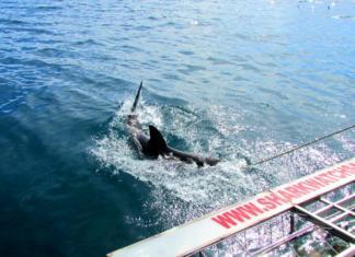 Weißer Hai Käfigtauchen in Südafrika Haikäfigtauchen mit Marine Dynamics, Gansbaai.