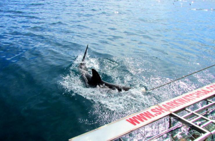 Weißer Hai Käfigtauchen in Südafrika Haikäfigtauchen mit Marine Dynamics, Gansbaai.
