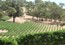 Die schönsten australischen Weinregionen Die besten und beliebtesten Weinregionen in Australien.