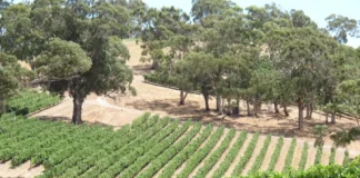 Die schönsten australischen Weinregionen Die besten und beliebtesten Weinregionen in Australien.