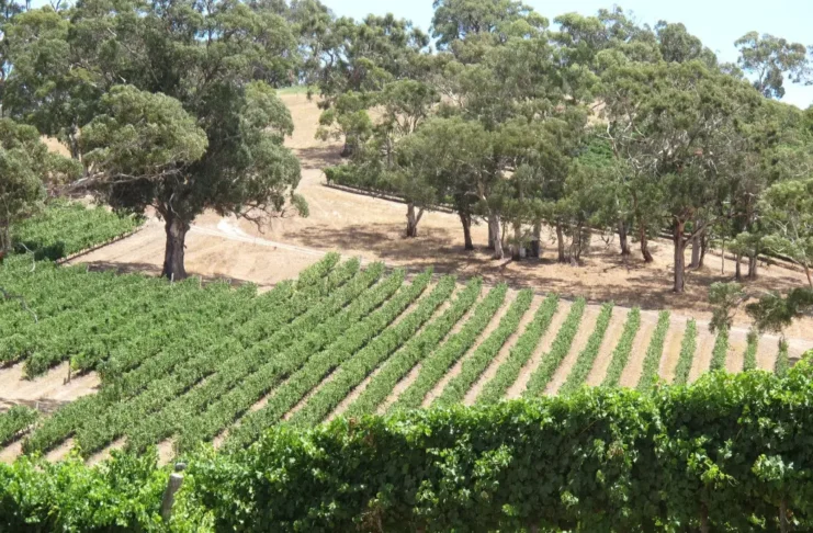 Die schönsten australischen Weinregionen Die besten und beliebtesten Weinregionen in Australien.