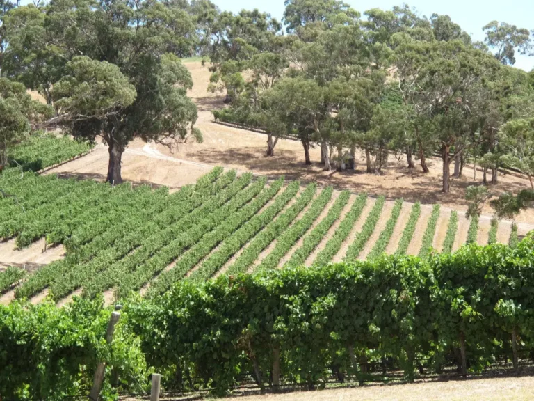 Die schönsten australischen Weinregionen