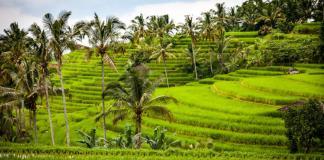Packliste für Bali, Indonesien Reisfelder auf Bali, Indonesien