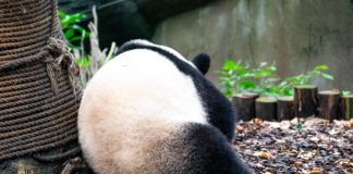 Chengdu Attraktionen & Gute Gründe für einen Besuch in Chengdu
