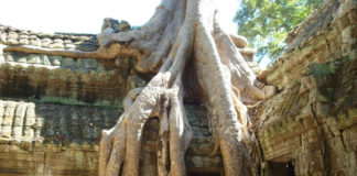 Angkor Wat & Kambodscha Reisetipps Baum bei Angkor Wat Ta Prohm - Kambodscha Reisetipps