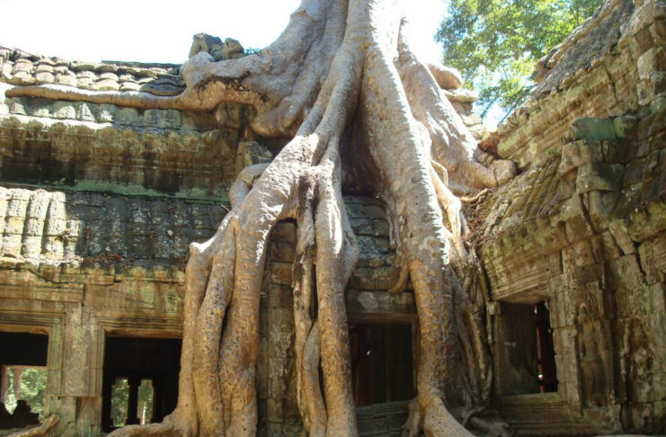 Angkor Wat & Kambodscha Reisetipps Baum bei Angkor Wat Ta Prohm - Kambodscha Reisetipps