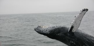 Die beste Zeit für eine Walbeobachtungstour in Sydney Whale watching in Sydney, Australia