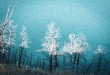 Gründe für einen Besuch des Yellowstone Nationalparks im Winter Der Yellowstone National Park im Winter.