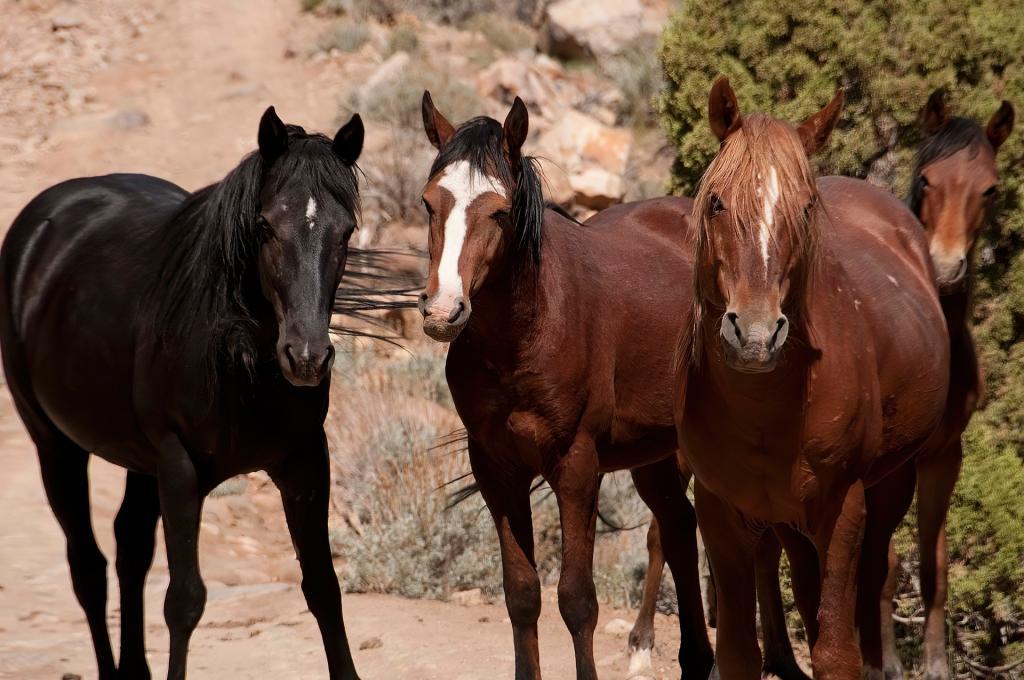 Mustangs in den USA