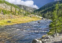 Was Dich auf einer Yellowstone-Safari erwartet Safari in Yellowstone National Park, USA.