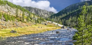 Was Dich auf einer Yellowstone-Safari erwartet Safari in Yellowstone National Park, USA.