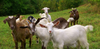 Aktivitäten mit Kindern in Irland’s Westen Glendeer Petting Farm in Irland.