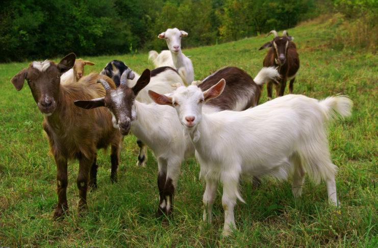 Aktivitäten mit Kindern in Irland’s Westen Glendeer Petting Farm in Irland.