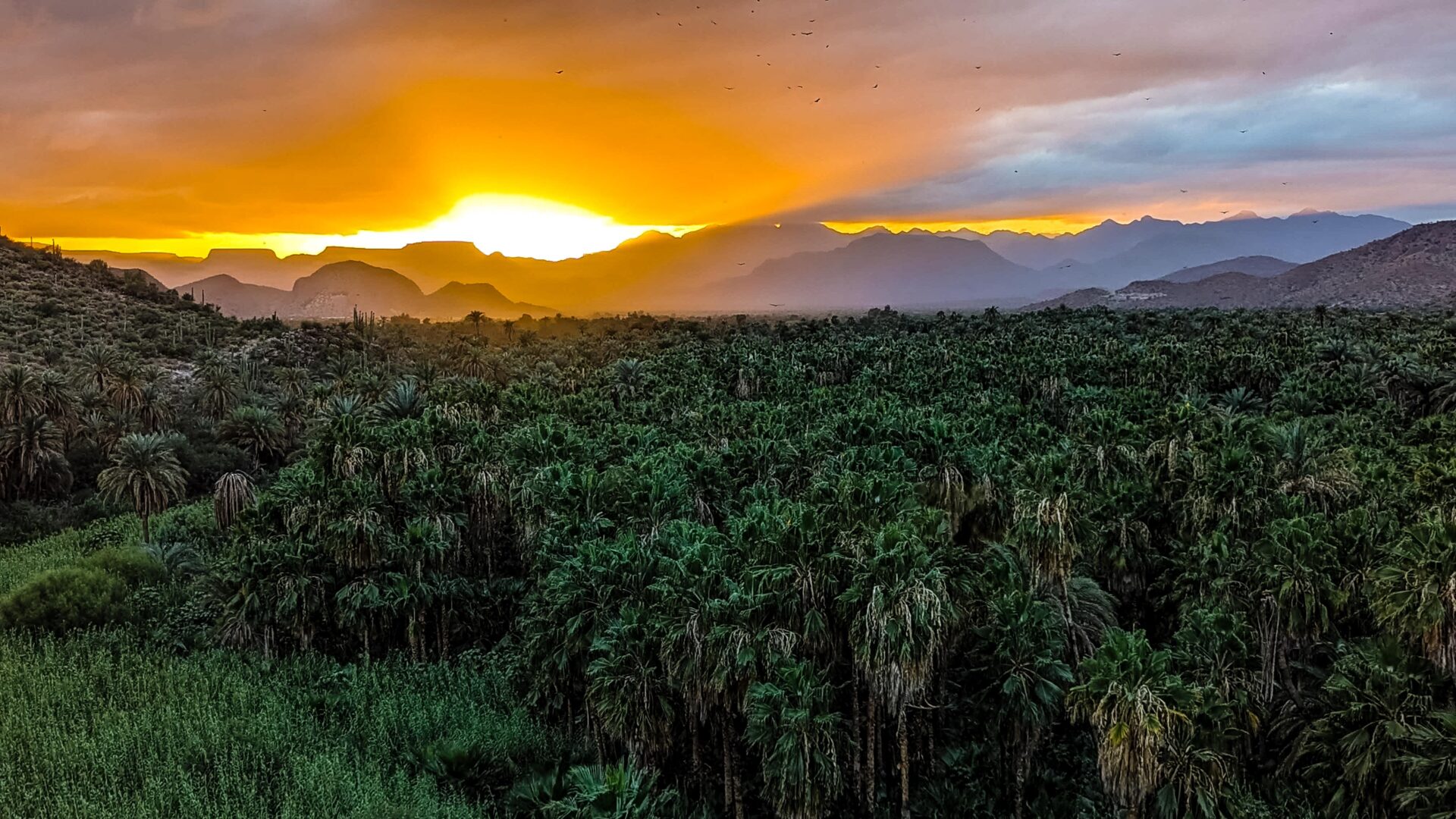 Sonnenuntergang und Geier in Mulegé, Baja California Sur, Mexiko.