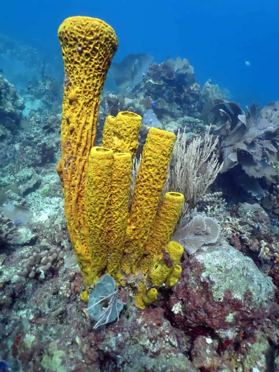 Korallen auf Catalina Island - Das beste Schnorcheln in der Dominikanischen Republik.