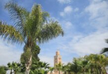 Marrakesch: Ein Zentrum für internationale Veranstaltungen und spektakuläre Zusammenkünfte Palme und Moschee in Marrakech, Marokko.