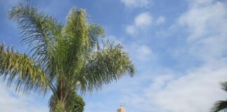 Marrakesch: Ein Zentrum für internationale Veranstaltungen und spektakuläre Zusammenkünfte Palme und Moschee in Marrakech, Marokko.