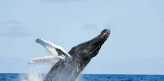 Die bezaubernde Wanderung der Buckelwale in der Samaná-Bucht, Dominikanische Republik Schwimme mit Buckelwalen in der Dominikanischen Republik.