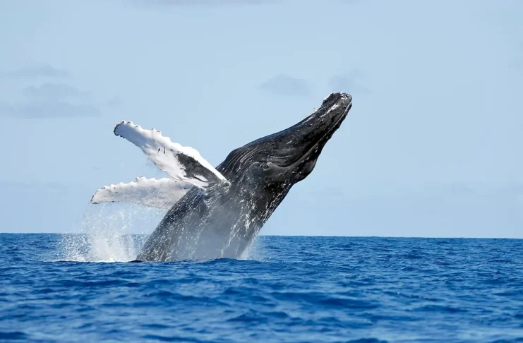Die bezaubernde Wanderung der Buckelwale in der Samaná-Bucht, Dominikanische Republik Schwimme mit Buckelwalen in der Dominikanischen Republik.