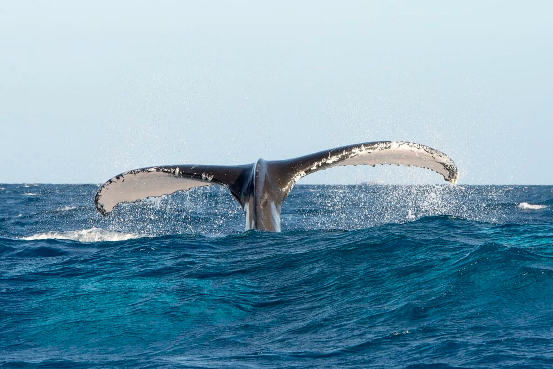 Whale Watching in Bayahibe in der Dominikanischen Republik.