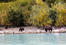 Bären beobachten in Alaska Bären mit Jungen in der Redoubt Bay Lodge im Lake Clark National Park and Preserve in Alaska.