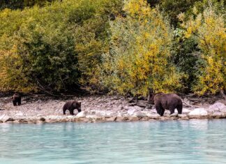 Bären beobachten in Alaska Bären mit Jungen in der Redoubt Bay Lodge im Lake Clark National Park and Preserve in Alaska.