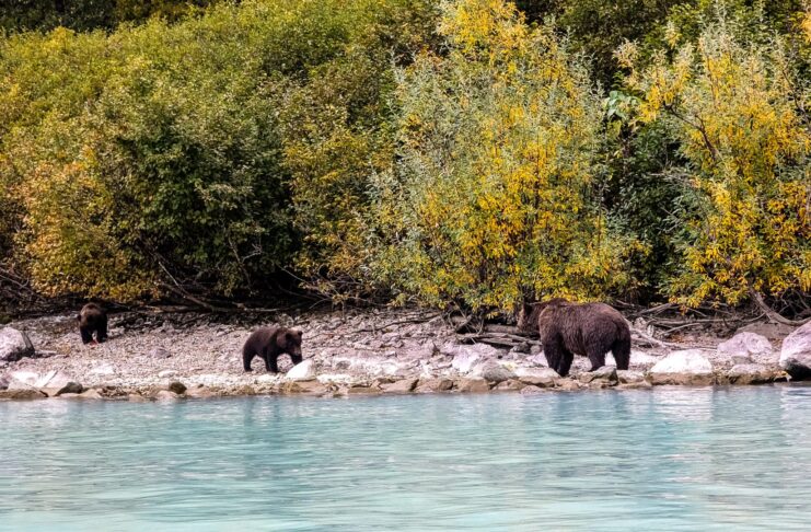 Bären beobachten in Alaska Bären mit Jungen in der Redoubt Bay Lodge im Lake Clark National Park and Preserve in Alaska.