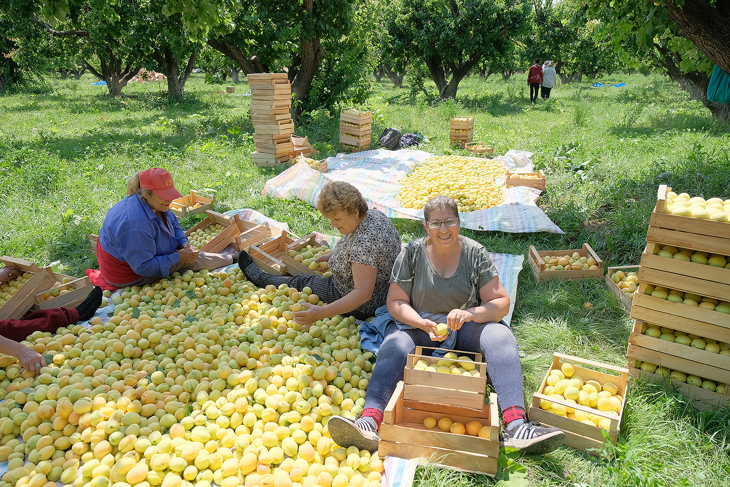 Aprikosenernte in Armenien.