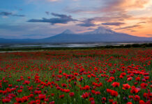 Sieben Tage in Armenien – wo die Vergangenheit noch immer Teil des Alltags ist Der Ararat mit Mohnfeld