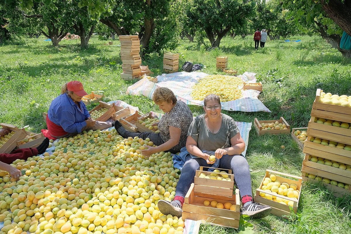 Aprikosenernte, Armenien.