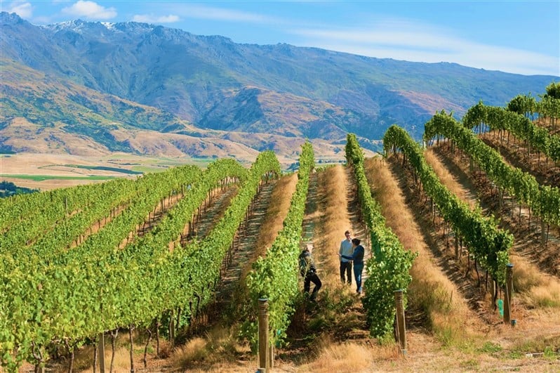 Ausblick über Bannockburn bei einer Weintour durch Central Otago