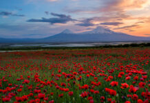 7 Tage durch Armenien: Die perfekte Rundreise für Einsteiger Der Berg Ararat mit einem blühenden Mohnblumenfeld im Vordergrund.
