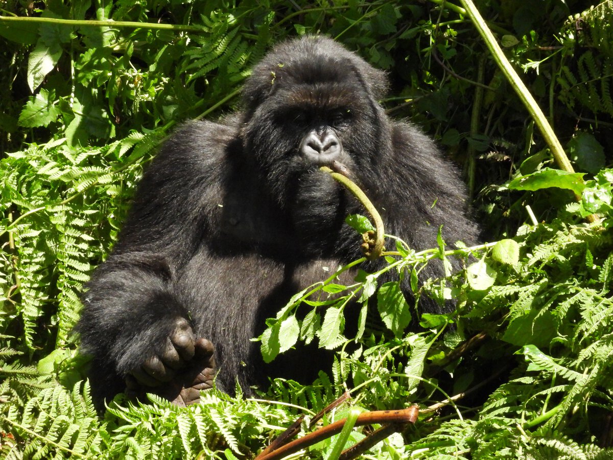 Gorilla in Ruanda.