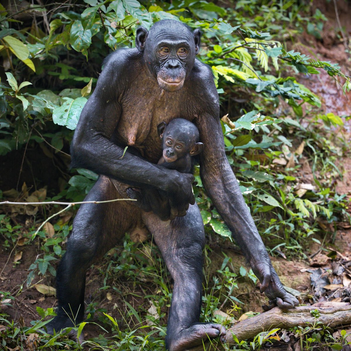 Gorilla-Trekking in der DR Kongo