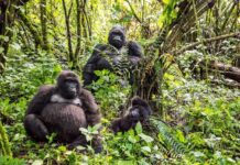Gorilla-Trekking im Kongo: Eine Lektion in echter Wildnis Gorilla-Trekking in der DR Kongo