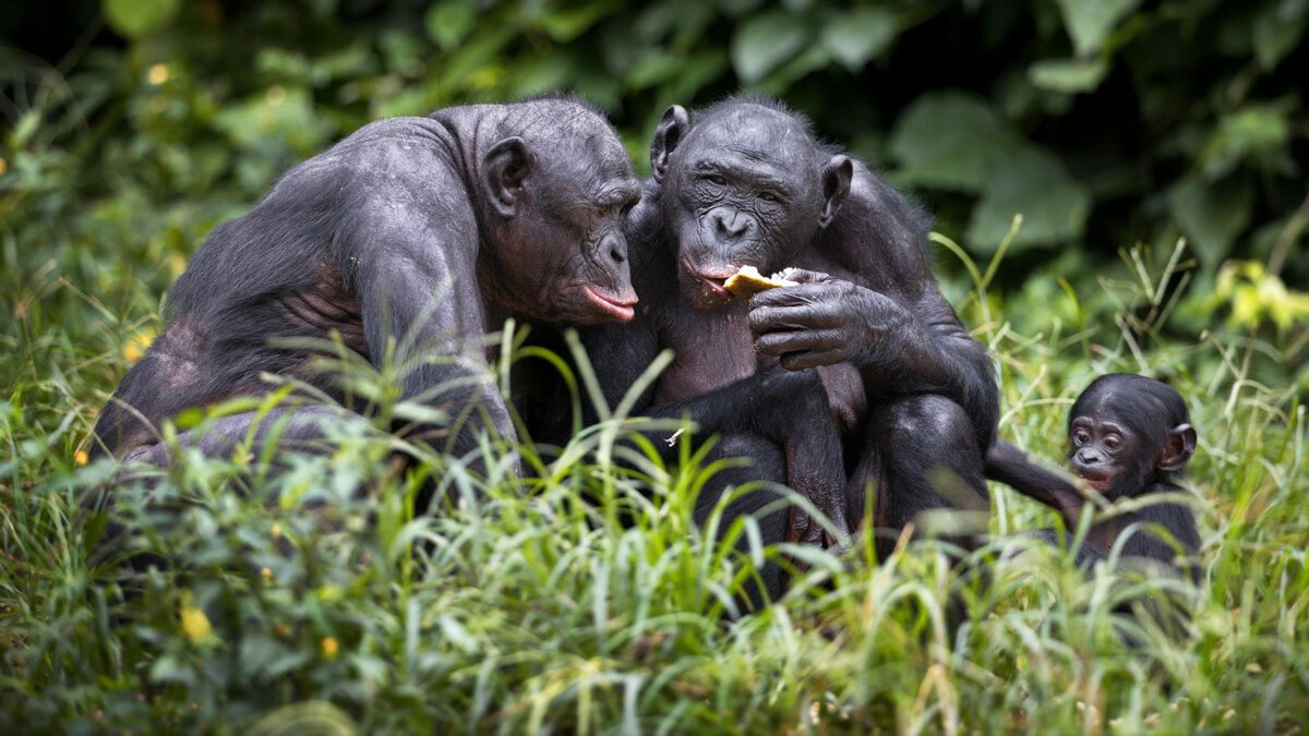 Gorilla-Trekking in der DR Kongo