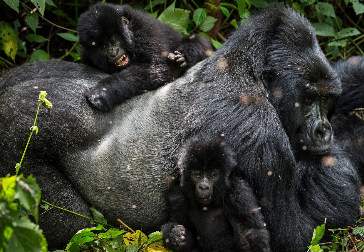 Gorilla-Trekking in der DR Kongo