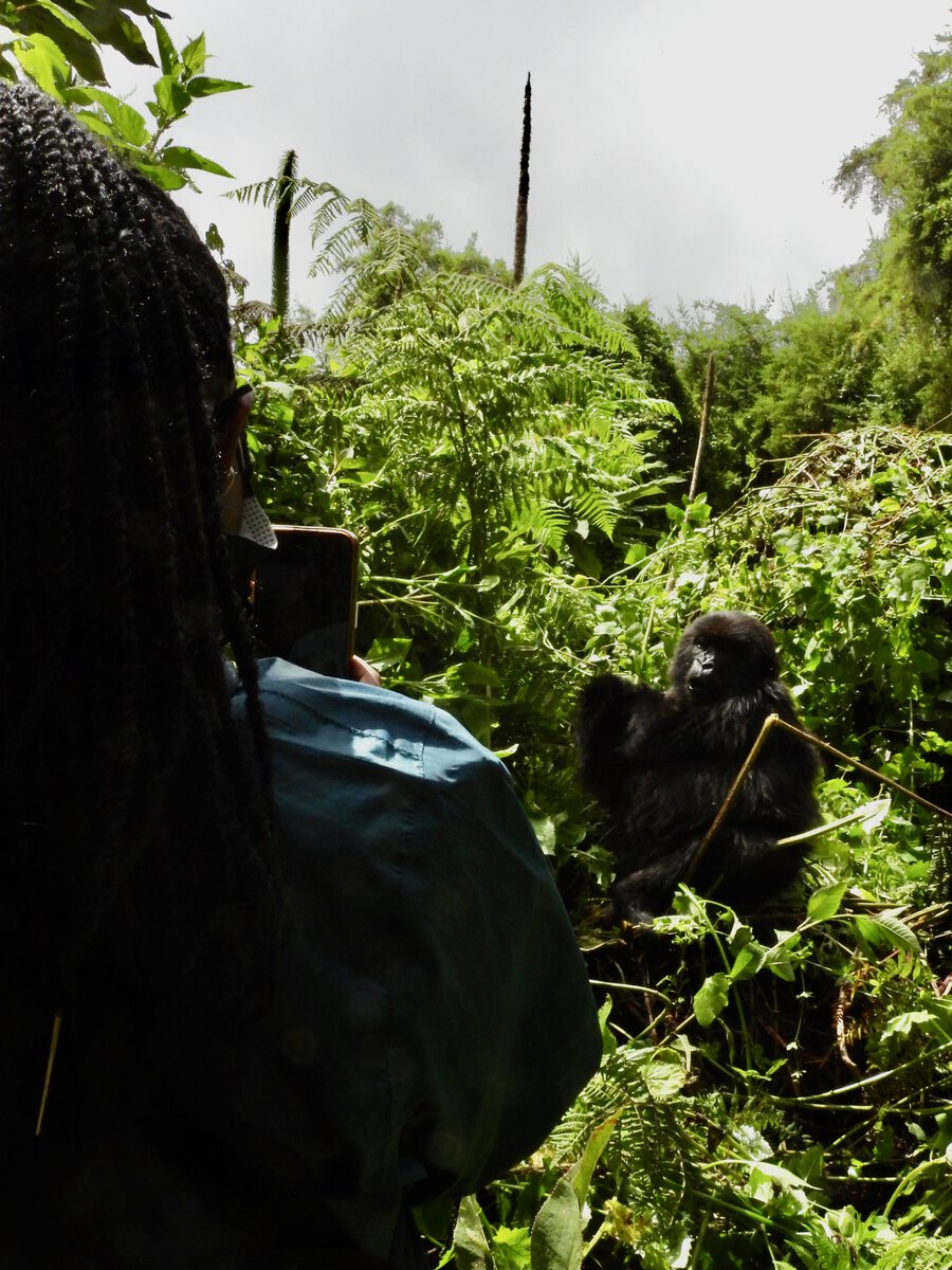 Gorilla-Trekking in Ruanda.