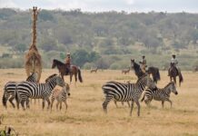 Aufgewachsen in Kenia: Meine Rückkehr nach Jahrzehnten im Ausland Reitsafari in der Masai Mara, Kenia