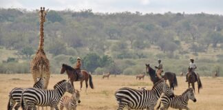 Aufgewachsen in Kenia: Meine Rückkehr nach Jahrzehnten im Ausland Reitsafari in der Masai Mara, Kenia