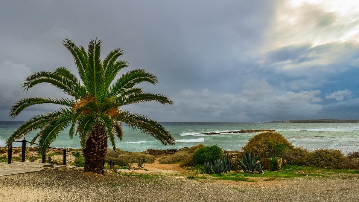 Palme am Strand in Zypern.