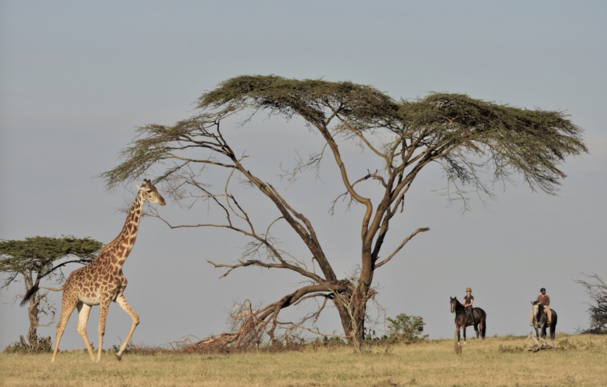 Reitsafari in der Masai Mara