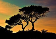 Camping in Zypern mit dem Wohnmobil: Regeln, Campingplätze und Leben unterwegs Silhouette von Bäumen bei Sonnenuntergang in Zypern.