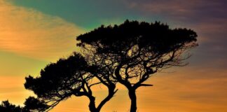 Camping in Zypern mit dem Wohnmobil: Regeln, Campingplätze und Leben unterwegs Silhouette von Bäumen bei Sonnenuntergang in Zypern.